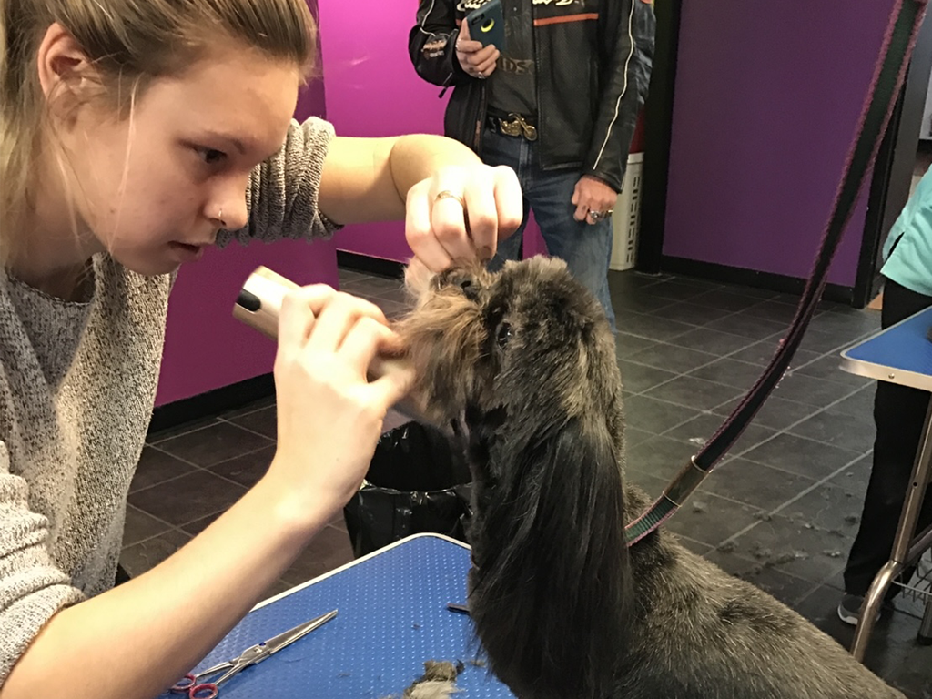 Picture 4 of dogs groomed by students