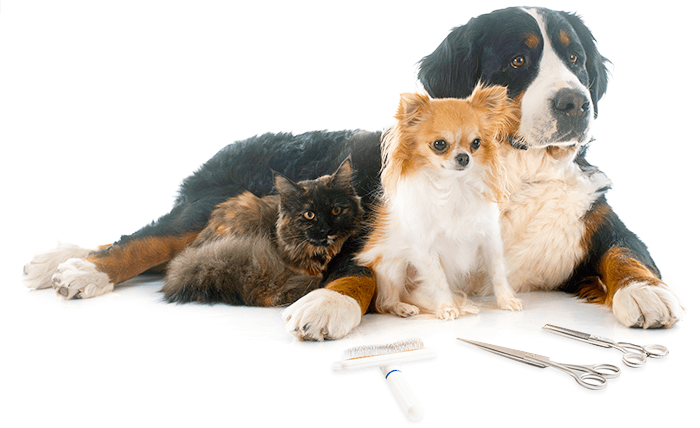 Picture of a Maine Coon cat, a Chihuahua and a Bernese Mountain dog ready to be groomed