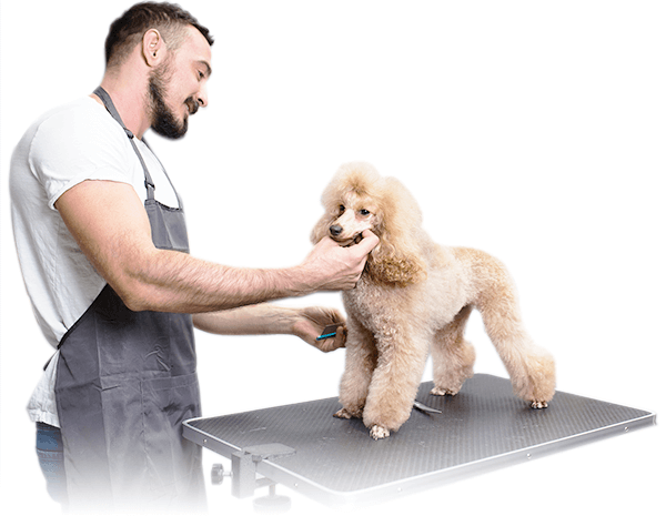 Picture of a male groomer student grooming a Toy Poodle
