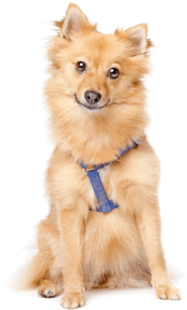 Picture of a Nederlandse Keeshond sitting attentively ready to learn
