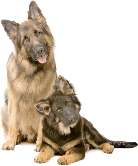 Picture of two well-groomed German Shepherd looking intrigued